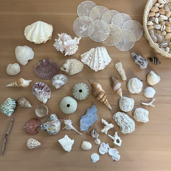 Natural Sea Shells Collection Clam Shell Conus Aulicus Capiz Conk Bulk Lot - Picture 2 of 16